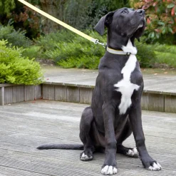 Becquet Laisse +harnais/laisse + collier réfléchissants< Panier, Tapis, Gamelle Pour Chiens Et Chats